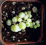 Variegated String of Pearls- Very Rare Succulent - Limited # Available Each Year - Shown in 2 inch Pot - Currently ON Sale - 2in-1 Cluster - pic 1