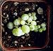 Variegated String of Pearls- Very Rare Succulent - Limited # Available Each Year - Shown in 2 inch Pot - Currently ON Sale - 2in-1 Cluster - pic 1