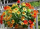 GL Seeds Nasturtiums Mix Indian Cress Flowers Non GMO