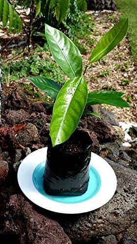 Black Sapote Diospyros Nigra Chocolate Pudding Plant Tree FROM HAWAII 15-20"