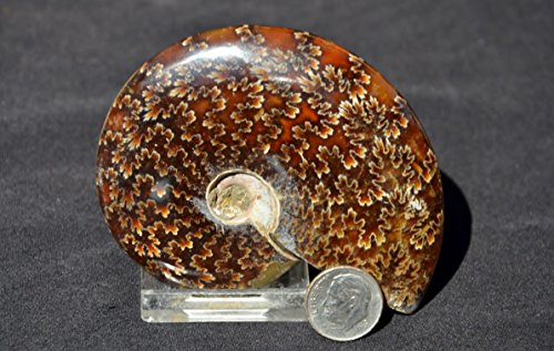 Fossil WHOLE Ammonite Nice Suture Pattern Medium 3.3" 110myo e2220x