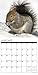 Squirrels 2018 Calendar