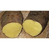 Jamaican Yellow Yam (1 Tuber)