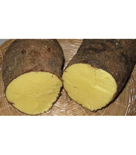 Amazon.com: Jamaica YAMPI,Soft Yam Tuber, Real Yam Not Sweet