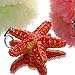 YU FENG Starfish Figurine Trinket Box Hinged Collectible Crystal Jeweled Sea Animal Decor Ornament