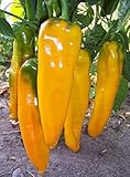 Marconi Sweet Pepper Seeds (Golden) - A Heirloom