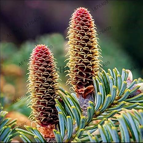 Amazon 100pcs パック韓国のフルフラワーアビーズ韓国の盆栽の木のplantas年すべての年の庭の装飾の木植物 4 アートフレーム ポスター オンライン通販