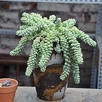 GMNP0di% Sedum Burrito Moran Seeds, Succulents Seeds, Sedum Burrito Moran Seeds Garden Yard Succulent Plant Roof Balcony Decor - Bonsai Plant Seeds Cacti & Succulents Sedum Burrito Moran Seeds