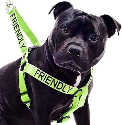 L-XL Non Pull Dog Harness 