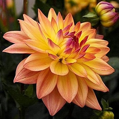 Amazon パッケージ100個種子ダリア種子さつまいもダリア花種子美しい庭 花