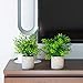 Modern Farmhouse Decor Small Fake Plants (2 Piece Plant Decor 9