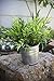 Ikea Artificial Potted Plant Bamboo 11