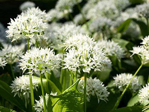 Wild Garlic Seeds Ramsons Buckrams Wood Garlic Lear Leek Herb About 80 Seeds