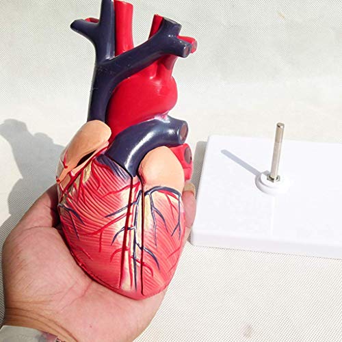 image for LXX Medical Anatomical Heart Model - Visceral Anatomy B Super Color Ul