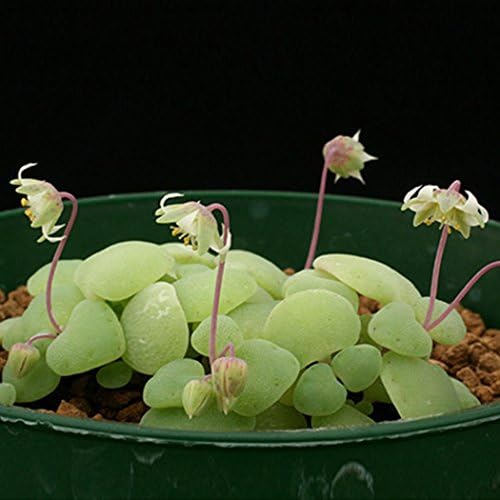Dreamall 100pcs Seeds Succulent Flower Pseudotruncatella Living Stone Bonsai Mini P Cacti & Succulents