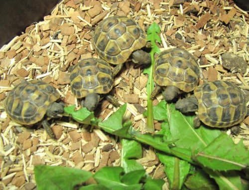 Shelled Warriors Quick Growing Seed Mix - Grow Your Own Tortoise Food - See results a week!!! (1kg)