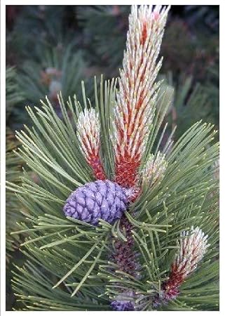 TROPICA - Schlangenhautkiefer (Pinus leucodermis) - 20 Samen