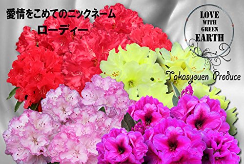 西洋シャクナゲ：ジンマリー6号ポット[情熱的な濃い赤花] ノーブランド品