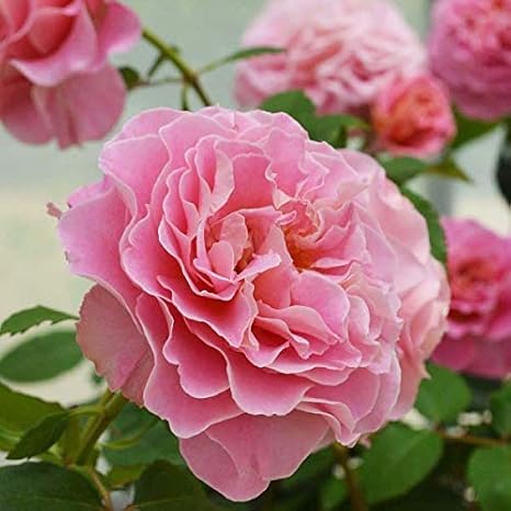 Amazon バラ苗 アシュリー 国産大苗6号スリット鉢 返り咲き大輪 シュラブローズ 修景用 ピンク系 花