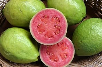 Image result for GUAVA ( psidium guajava)