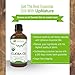 Jojoba Essential Oil - For Skin - Organic, Pure, Unrefined, Non-GMO - Cold Pressed - Natural Moisturizer & Makeup Remover - Heal Razor Burn - Great for Hair - With Dropper (4 oz.) by UpNature