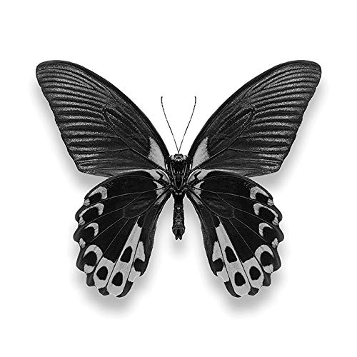 Alyson Fennell (Papillon I 40 x 40cm Canvas