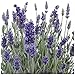 Earthcare Seeds English Lavender 500 Seeds (Lavandula angustifolia) Heirloom - Perennial - Non GMO