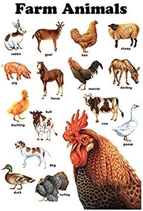 Shower Curtain 66 X 72 Inch Farm Animals Sheep Rooster Dog Printing Polyester Fabric