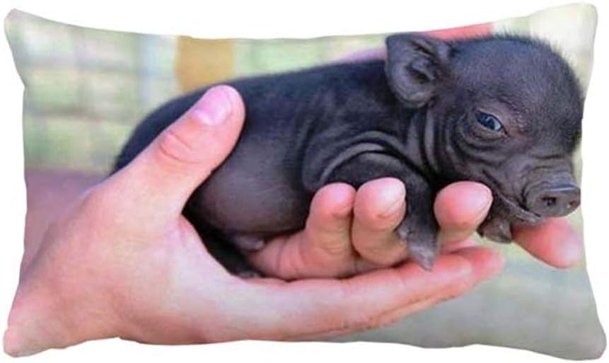 black teacup pig