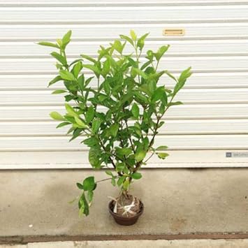 Amazon Co Jp 庭木 梔子 クチナシ ｈ 約30 70ｃｍ ホーム キッチン
