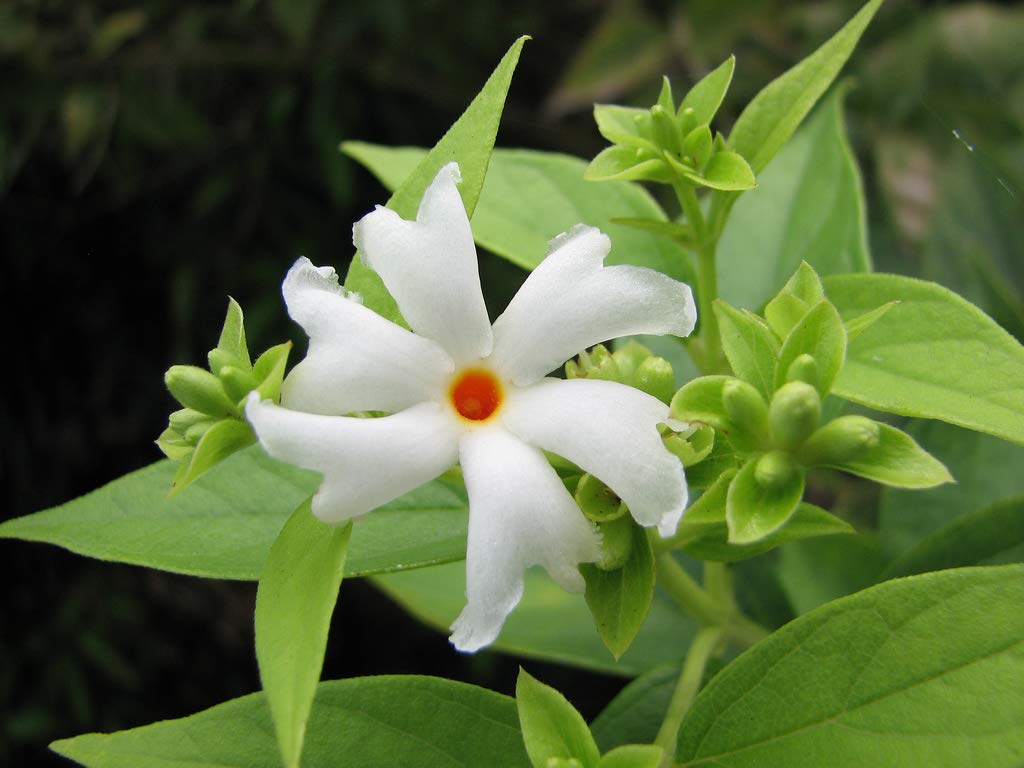 maliagarden coral jasmine seeds siuli flower seeds parijat flower tree seeds night flower pack of 10 seeds amazon in garden outdoors maliagarden coral jasmine seeds siuli