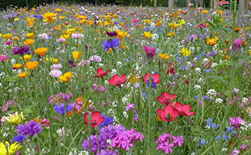 500gr. Blumengarten Bienenweide, Blühmischung, Blumenmischung, Blumenwiese, für bis zu 500m² von Blühking® – Bild 4