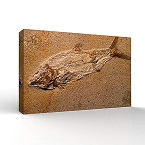 Vintage Animal Fish Fossil Living Room Poster