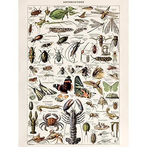Artery8 Millot Encyclopedia Arthropods Exoskeletal Animals Unframed Wall Art Print Poster Home Decor Premium Tiere Wand Zuhause Deko