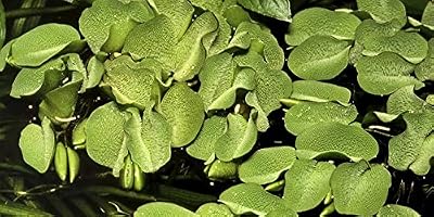 Mühlan Aquatic Plants Salvinia auriculata 10 Floating Bunches