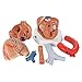 3B Scientific VD253 7 Part Heart Model, 7.9