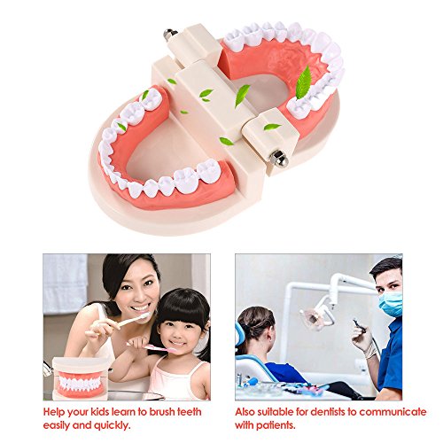 Dentures Dental teeth teaching model Adult Gums Standard Demonstration Tool for Kindergarten Brushing Teaching By Brigedental - Thumbnail 6