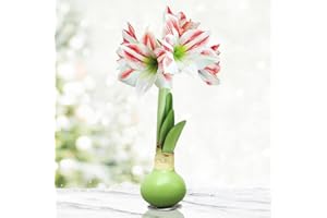 HOLLAND BULB FARMS Lollipop Amoice Waxed Amaryllis Flower Bulb with Stand, No Water Needed