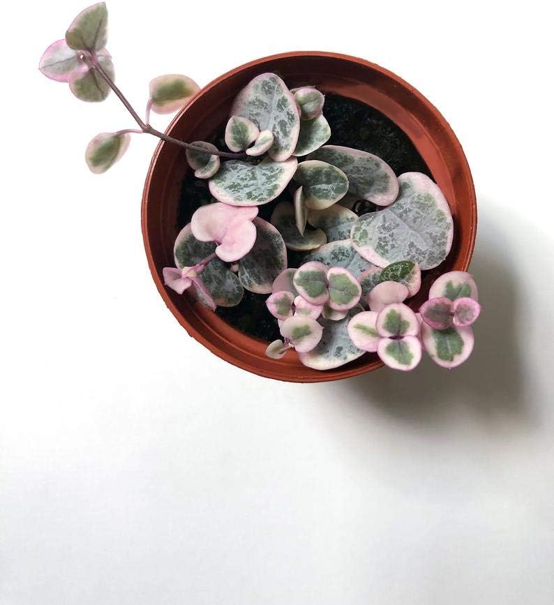 1 Variegated String of Hearts Plant House Plant Live Plant