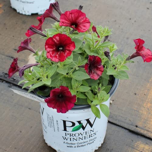 CHUXAY GARDEN Supertunia Black Cherry Petunia Seed 5 Seeds Bright