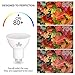 hansang GU10 LED Bulbs Lighting,LED 5.5 Watt Replacement 50W Halogen, 85-265VAC, 550 Lumens, 5000K (Daylight), 120°,Frosted MR16 Shape GU10 Bulb,Track Lighting Non Dimmable - Pack of 6