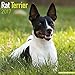 Rat Terrier Calendar 2017 - Dog Breed Calendars - 2016 - 2017 wall calendars - 16 Month by Avonside