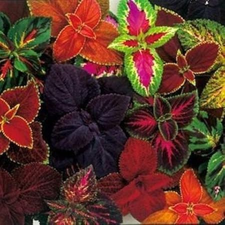 OhhSome Flower Seeds Coleus - Improved Rainbow Mixed -Ornamental Plant Gardening Seeds Kitchen Garden Seeds Pack - Eco