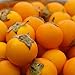 Naranjilla Lulo (Solanum Quitoense) 300 Rare Heirloom Seeds in a Glass Vial with Silica Beads and Organic Cotton For Excellent Long Term Storage