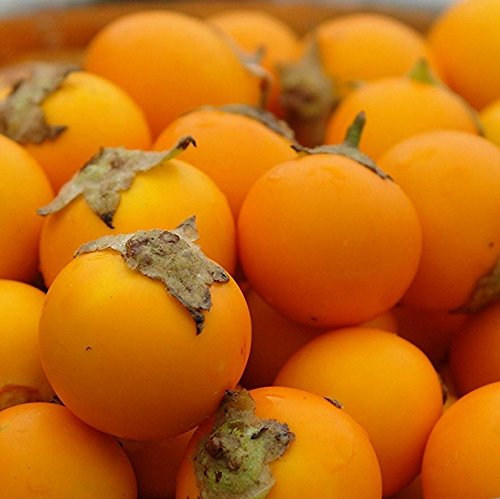 Naranjilla Seeds (Solanum quitoense) 30+ Rare Fruit Seeds in FROZEN SEED CAPSULES for the Gardener & Rare Seeds Collector - Plant Seeds Now or Save Seeds for Years Naranjilla Seeds (Solanum quitoense) 30+ Rare Fruit Seeds in FROZEN SEED CAPSULES for the Gardener & Rare Seeds Collector - Plant Seeds Now or Save Seeds for Years