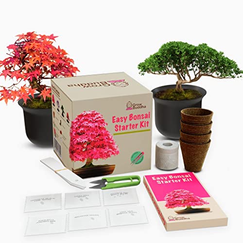 Grow Your Own Bonsai kit Tree Plants & Seeds Crafts Hobby Kits Easily Grow 4 Types of