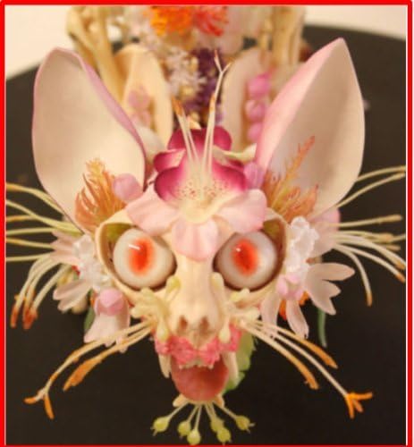 120++ Rare Japanese Monkey Face Orchid Bonsai RARE Flowers Seeds!HOT SELLING!
