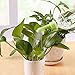 Fangfang 2 Pack Portable Plant Flower Watering Sprinkler Heads