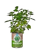 Back to the Roots Garden In A Can Grow Organic Mint, 0.38647 Pound