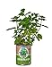 Back to the Roots Garden in A Can Grow Organic Mint, 0.38647 Pound